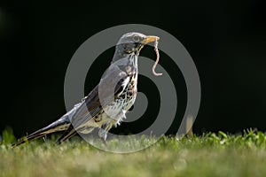 Vták na trávniku s húsenicou v zobáku. Poľný, Turdus pilaris, Slovensko