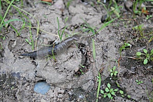 Photo of black big caterpillar in summer on the ground