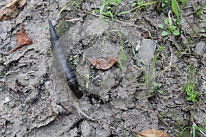 Photo of black big caterpillar in summer on the ground