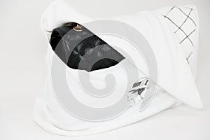 Photo of black Chanel handbag brand Editorial on white background.