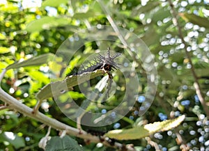 Photo of black color insect eating leaves, Black caterpillar eating leaf, Looking up view of black worm eating