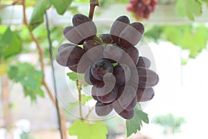 photo of black grapes or Vitis vinifera L