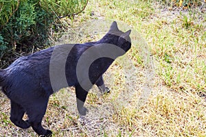 Photo a black shorthair cat is stealing prey.