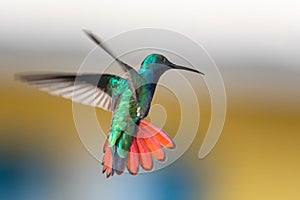 A photo of a Black-throated Mango, Anthracothorax nigricollis, facing away from camera