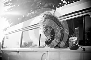 Photo in black and white of woman smiling very happy in the window of a beautiful and old van - adult with sunglasses having fun