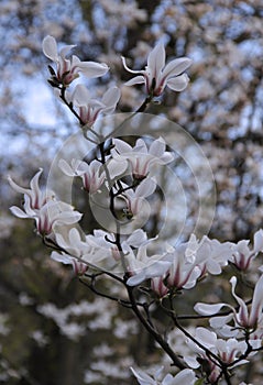 Photo of blooming branches of a magnolia tree with large white and pink flowers