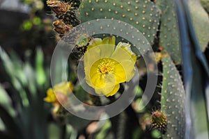 Photo of a blooming cactus with pretty yellow flowers in close-up in botanical garden