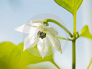 photo of a blooming chili pepper flower. white Bud blooms