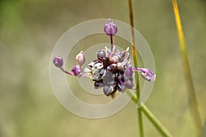 Allium scorodoprasum (Garlic) photo