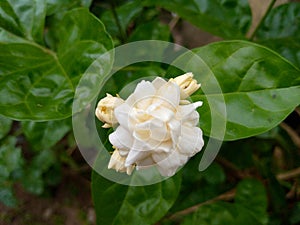 Photo of a blooming jasmine flower