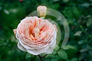 Photo of a blooming peony-shaped pink rose by Jane Austen on a sunny summer day. Garden rose with delicate pink petals