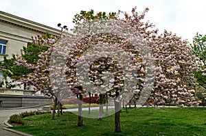 Photo with blooming with in red, pink and white colors of a Japanese cherry tree