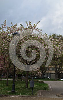 Photo with blooming with in red, pink and white colors of a Japanese cherry tree