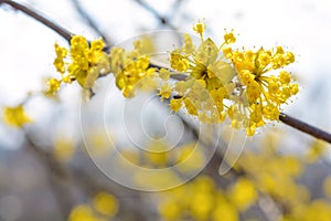 Photo of blooming yellow twig dogwood in garden in spring