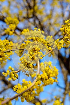 Photo of blooming yellow twig dogwood in garden in spring