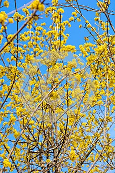 Photo of blooming yellow twig dogwood in garden in spring