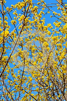 Photo of blooming yellow twig dogwood in garden in spring