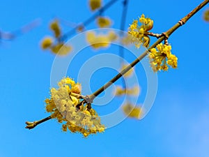 Photo of blooming yellow twig dogwood in garden in spring