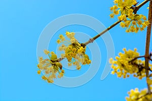 Photo of blooming yellow twig dogwood in garden in spring