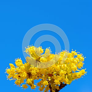 Photo of blooming yellow twig dogwood in garden in spring