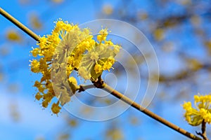 Photo of blooming yellow twig dogwood in garden in spring