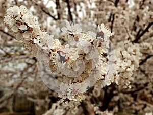 Photo of a blossoming apricot tree.