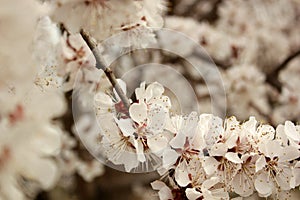 Photo of a blossoming apricot tree.