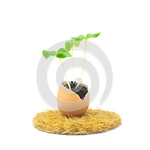 A photo of blossoming cucumber seedling, small sprouts in egg shell on coconut pad isolated on white background. Growing sprout is
