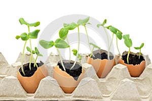 A photo of blossoming cucumber seedling, small sprouts in the egg shell with soil isolated on white background. Growing sprout is