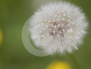 Photo of Blow ball in Spring