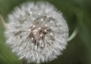 Photo of Blow ball in Spring photo