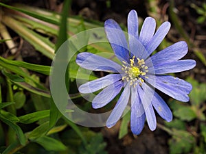 A photo of a Blue Anemone
