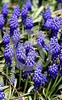 Photo of blue flowers close-up at Goztepe Park in Istanbul, Turkiye