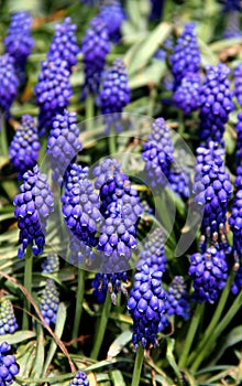 Photo of blue flowers close-up at Goztepe Park in Istanbul, Turkiye photo