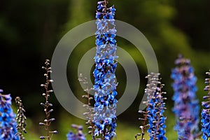 Photo of blue flowers on the field in soft focus