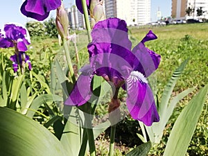 Photo of a blue iris on a background of green foliage