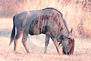 A photo of a blue wildebeest bull.