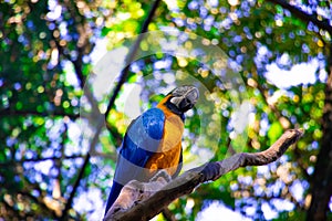 Birds of Parque Das Aves photo