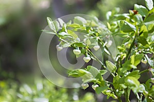 A photo of blueberry, Vaccinium uliginosum, flowers in the spring forest. Sunny day and wild green young blooming bilberries in ea