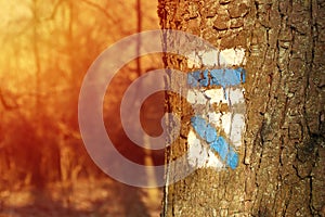 Photo of blues tourist sign or mark on tree bark in forest with sunlight