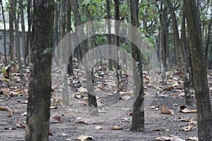 Photo booth in teak tree garden.