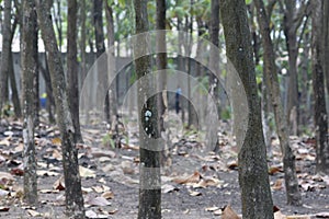 Photo booth in teak tree garden.