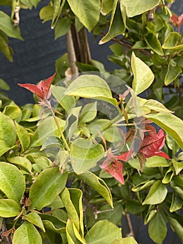 Bougainvillea bambino plant Photo photo