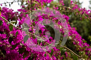Photo of bougainvillea bushes with crimson flowers.
