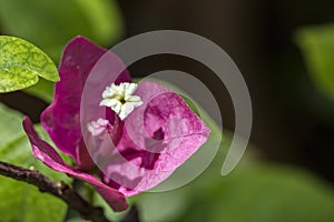 Bougainvillea flower in detail - close up of bougainvillea isolated flower