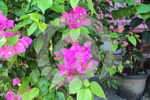 Photo of the bougainvillea veranera plant photo