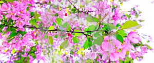 Photo with branch of apple blossoms in stunning sunny day. Gorgeous pink flowers as background for easter hollyday. Amazing pink