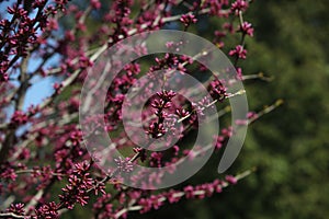 branches of Chinese redbud tree in the spring garden