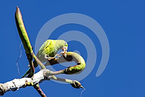 Brazilian bird Maritaca - Pionus maximiliani - feeding on fruit on tree photo