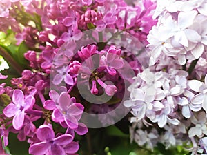Photo with bright flowers, a bouquet of close-up grains
